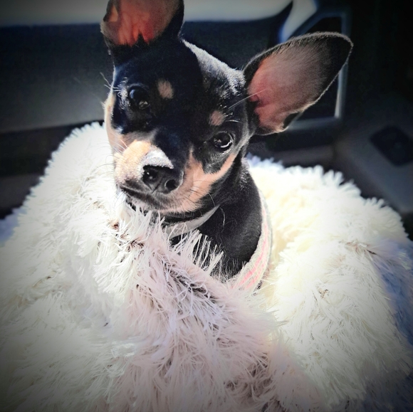 Meet Posher PittyPat - Picture 14 of 16